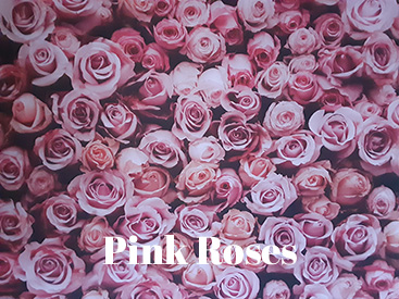 Pink Roses